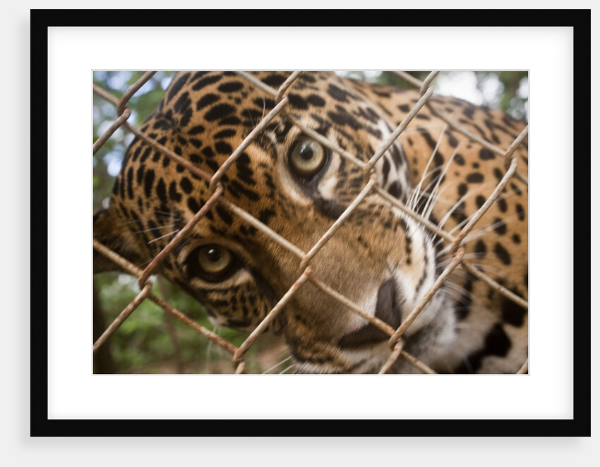 Jaguar in Costa Rica by Anonymous