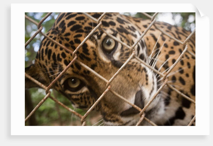 Jaguar in Costa Rica by Anonymous