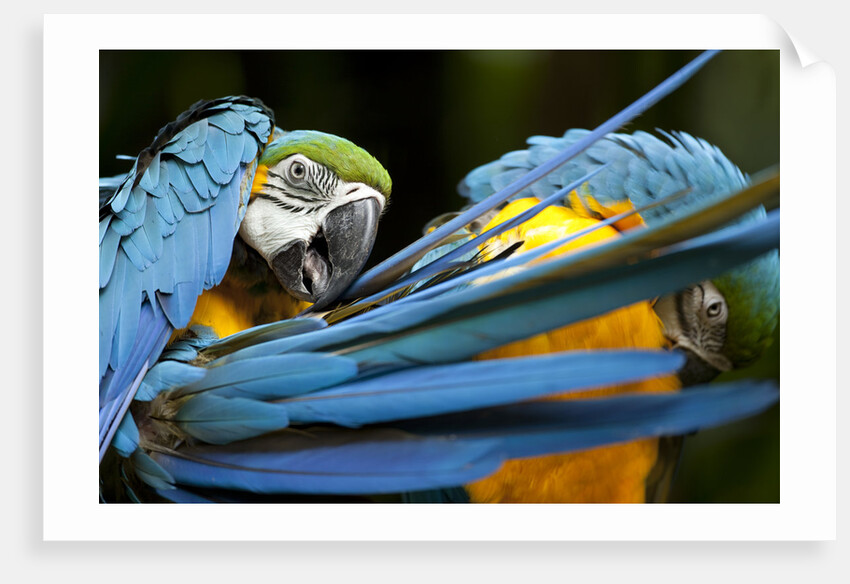 Blue-and-gold Macaws at Zoo Ave Park by Anonymous
