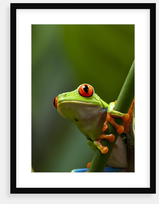 Red-eyed tree frog on stem by Anonymous