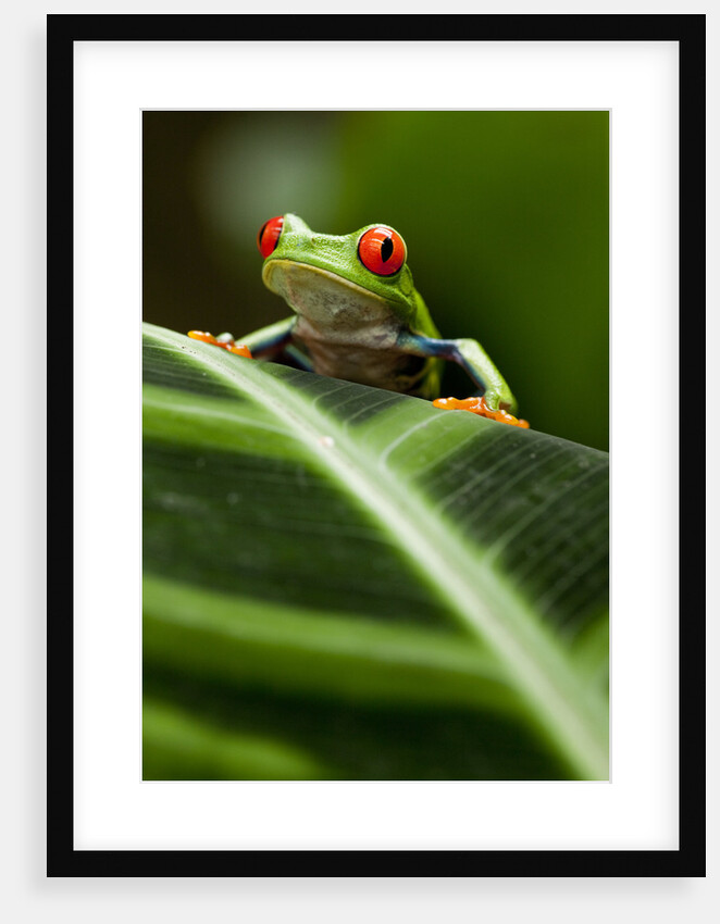 Red-eyed tree frog on leaf by Anonymous