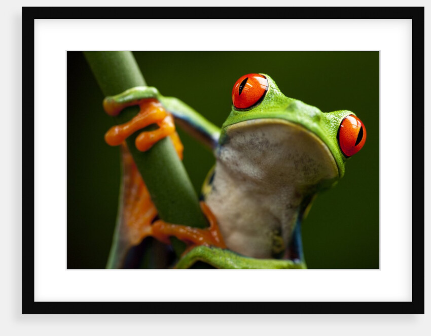Tree Frog in Costa Rica by Anonymous