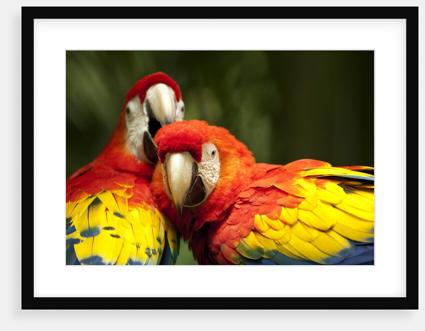 Scarlet Macaws at Zoo Ave Park, Outside San Jose by Anonymous