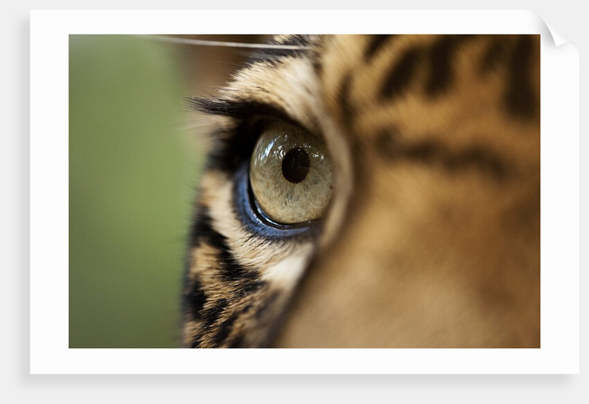 Captive Jaguar at Las Pumas Rescue Shelter by Anonymous