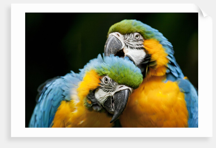 Blue-and-gold Macaws at Zoo Ave Park by Corbis