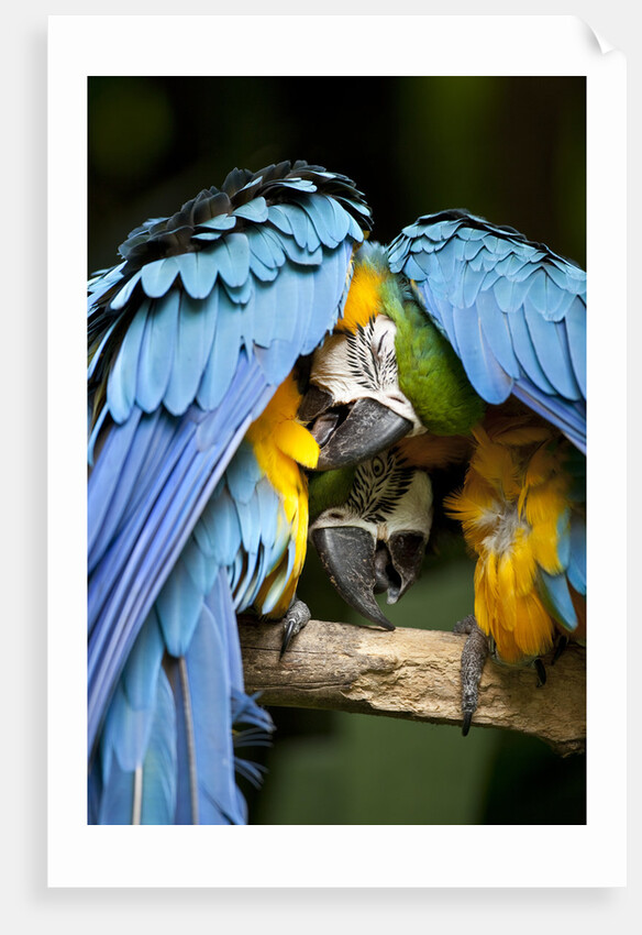 Blue-and-gold Macaws at Zoo Ave Park by Anonymous