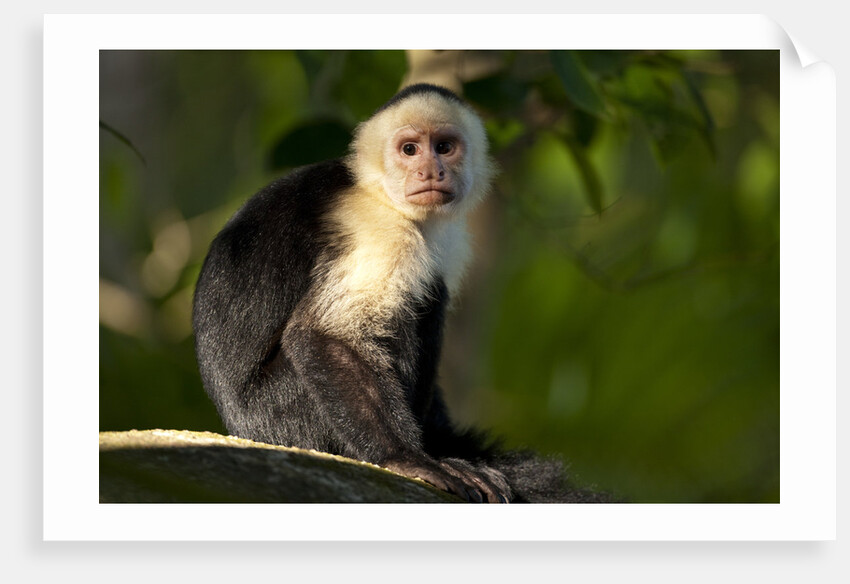 White-Faced Capuchin in a Tree in Manuel Antonio National Park by Anonymous