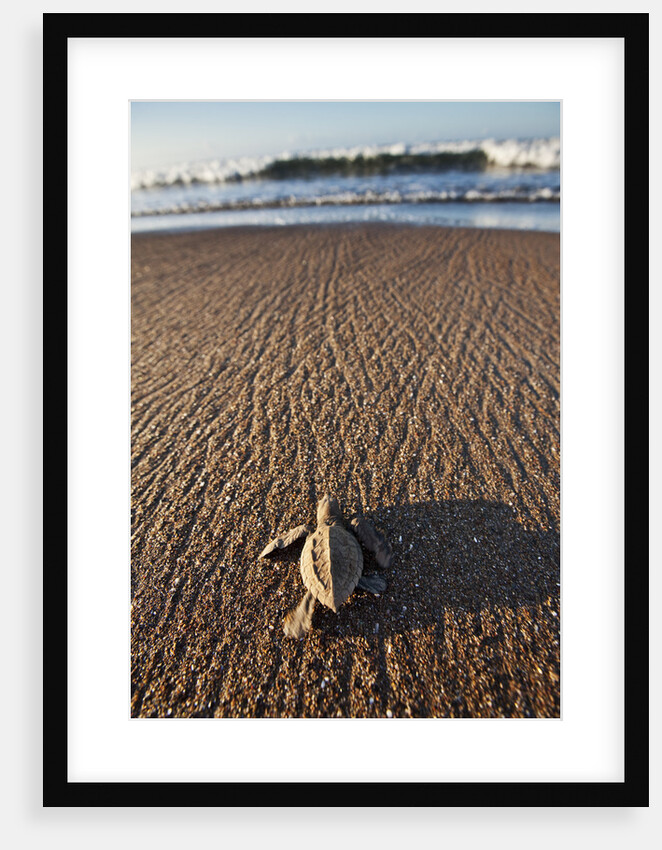 Hatchling Sea Turtle Heads to the Ocean by Anonymous