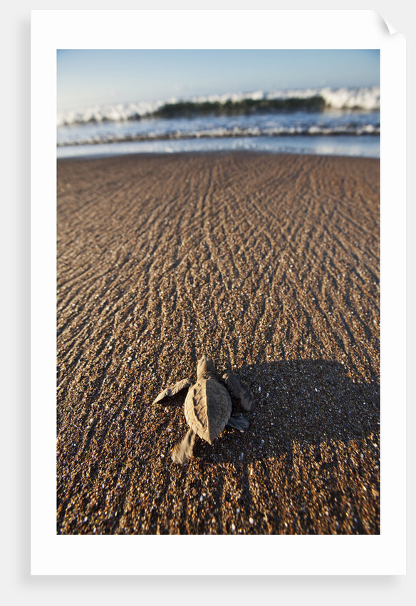 Hatchling Sea Turtle Heads to the Ocean by Anonymous