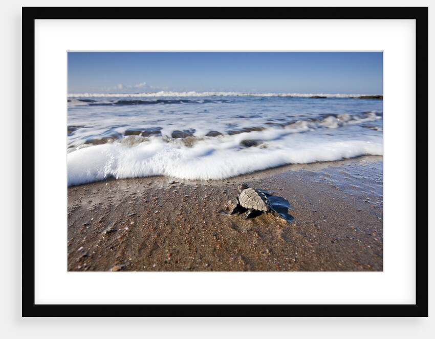 Hatchling Sea Turtle Heads to the Ocean by Anonymous