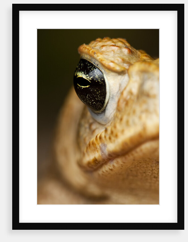 Toad in Costa Rica by Anonymous