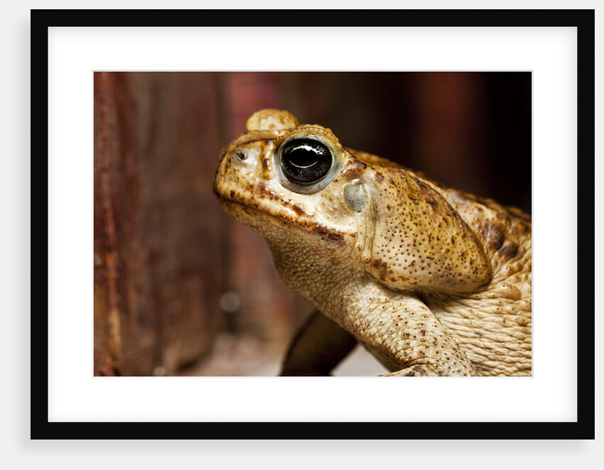 Poisonous Toad in Costa Rica by Anonymous