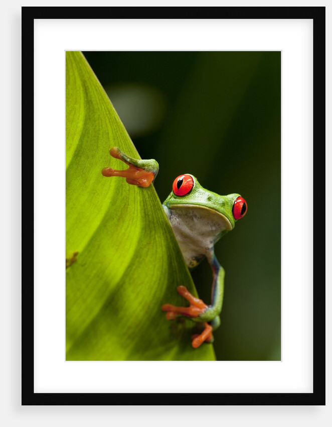 Red-eyed tree frog on leaf by Anonymous