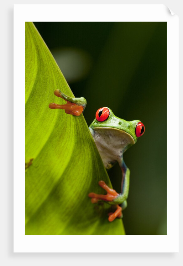 Red-eyed tree frog on leaf by Anonymous