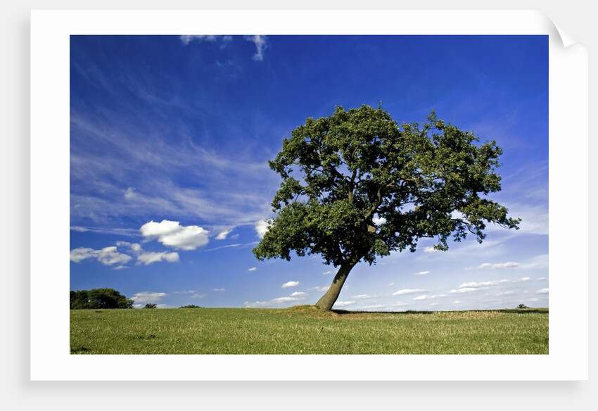 Lone tree at a meadow below a sunny blue sky by Anonymous