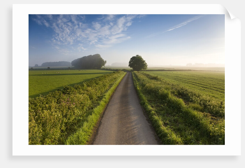 Country road between agricultural fields in England by Anonymous