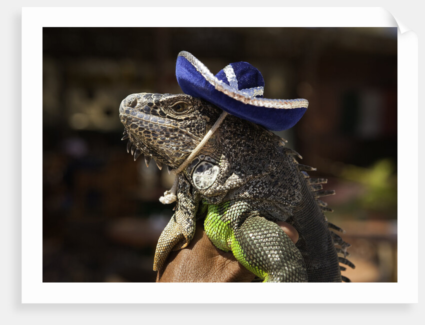 Iguana wearing a sombrero in Cabo San Lucas by Anonymous