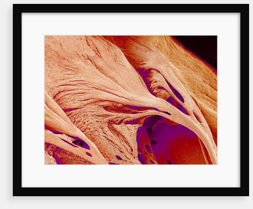 Surface of a valve of a rat heart by Anonymous
