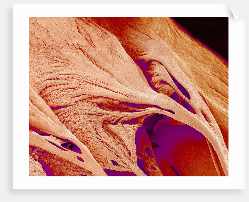 Surface of a valve of a rat heart by Anonymous