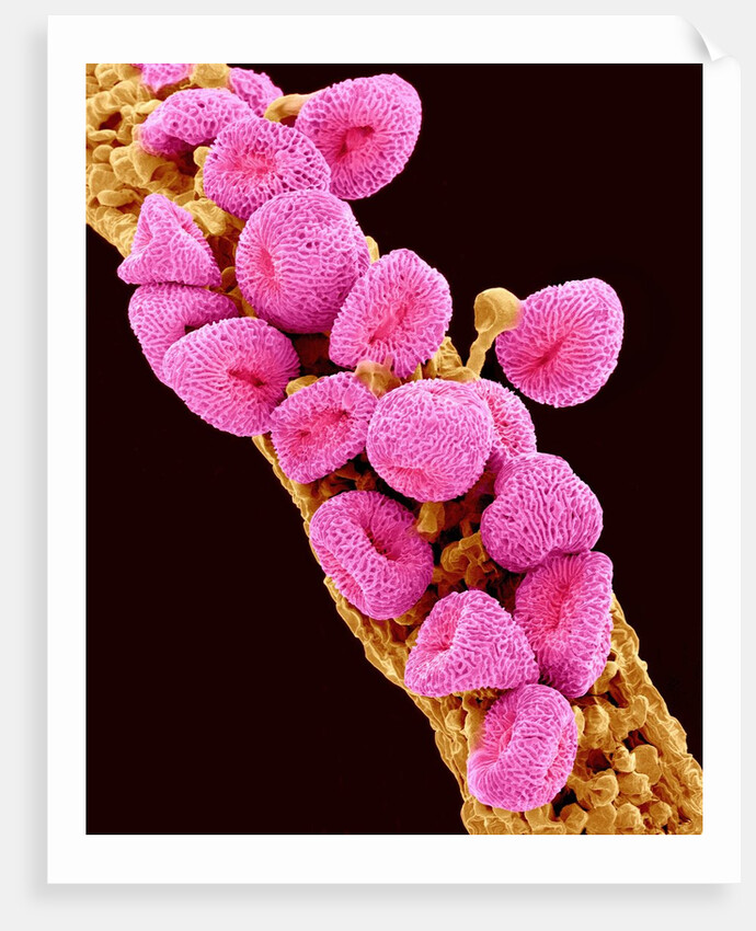 Geranium pollen at a magnification of x300 by Anonymous
