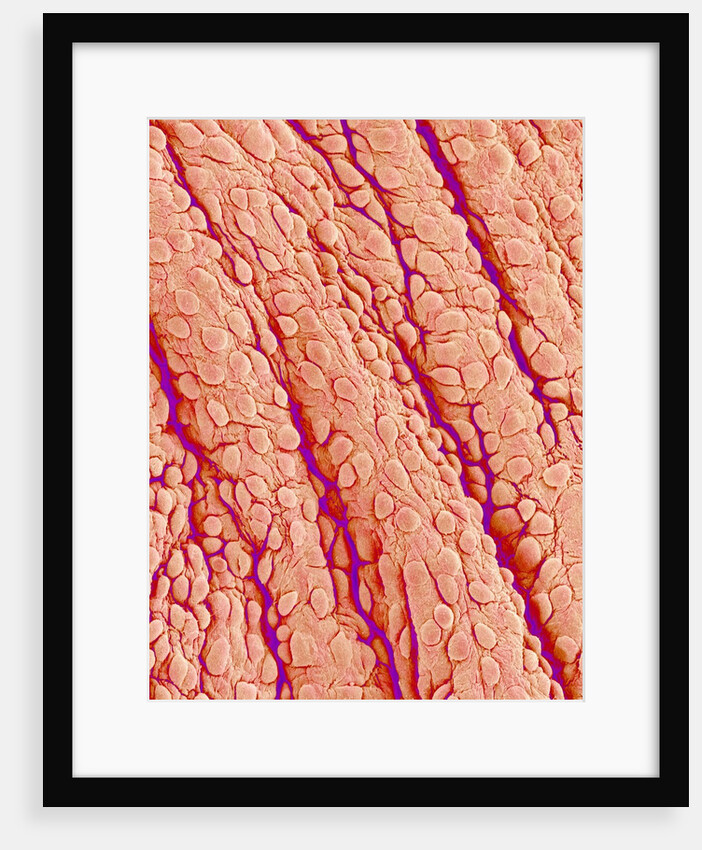 Surface of a valve of a rat heart by Anonymous