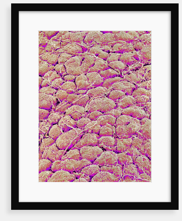 Surface of the pancreas of a rabbit by Anonymous