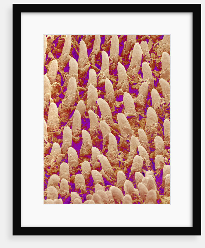 Tongue filiform papillae of a rabbit magnified x300 by Anonymous