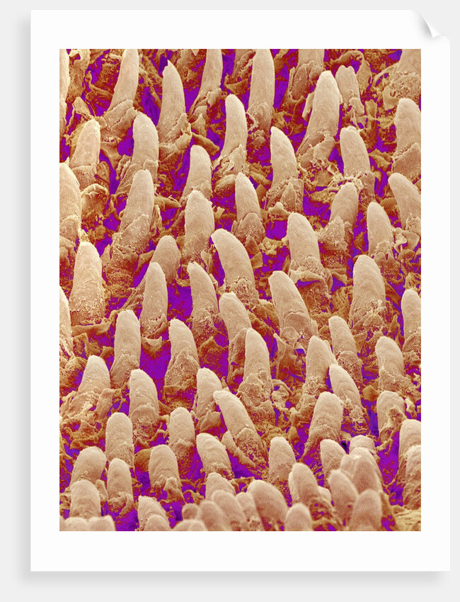 Tongue filiform papillae of a rabbit magnified x300 by Anonymous