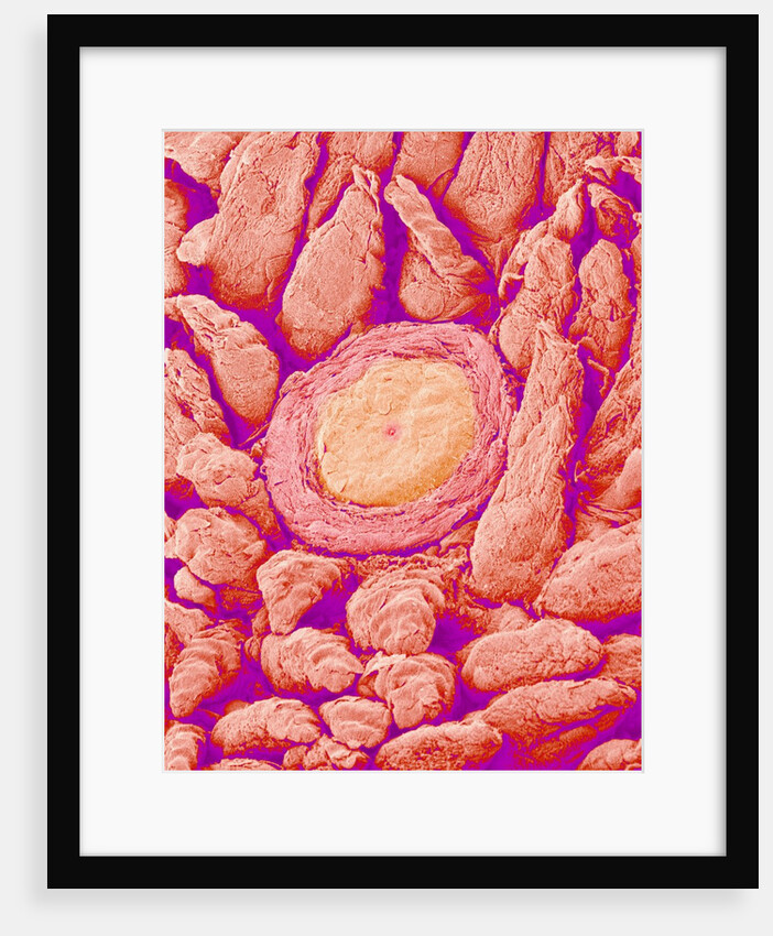 Taste bud cell and tongue filiform papillae of a rabbit magnified x300 by Anonymous