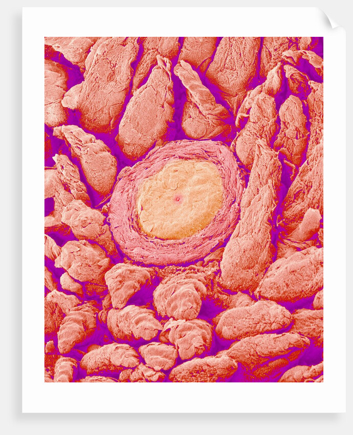 Taste bud cell and tongue filiform papillae of a rabbit magnified x300 by Anonymous