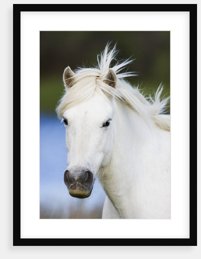 Camargue horse by Anonymous