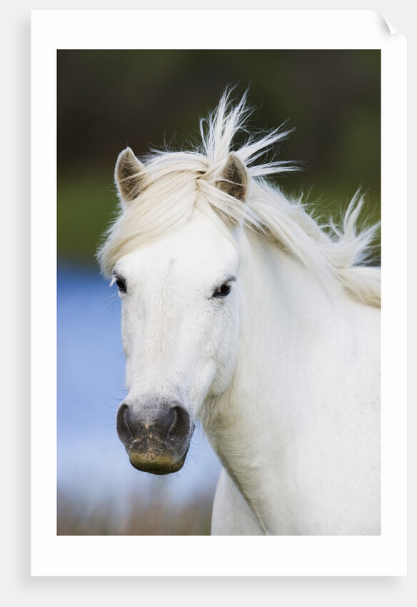 Camargue horse by Anonymous