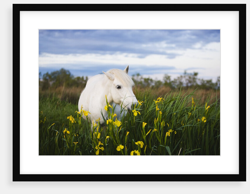 Camargue horse grazing on yellow iris by Anonymous