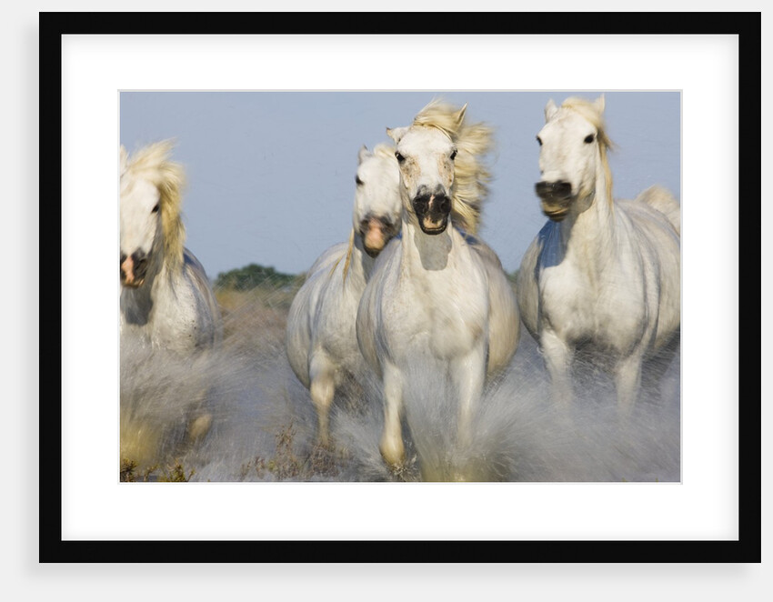 Camargue horses running in marsh by Anonymous