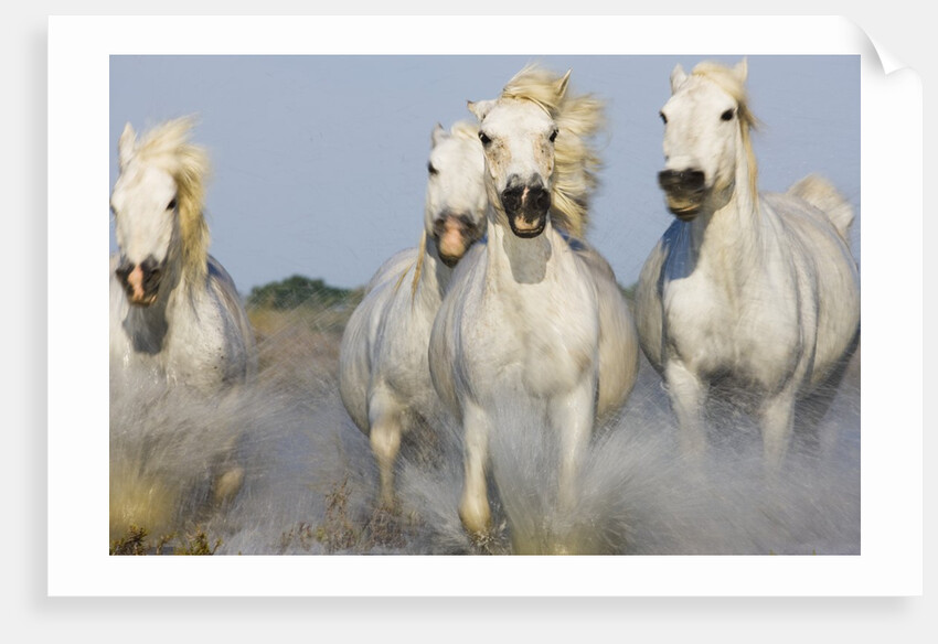 Camargue horses running in marsh by Anonymous