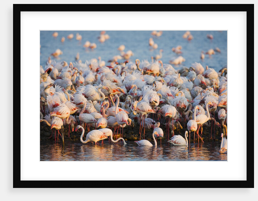 Greater flamingo colony in lagoon by Anonymous
