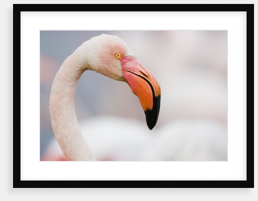 Greater Flamingo by Anonymous