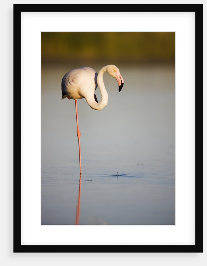 Greater flamingo in lagoon by Anonymous