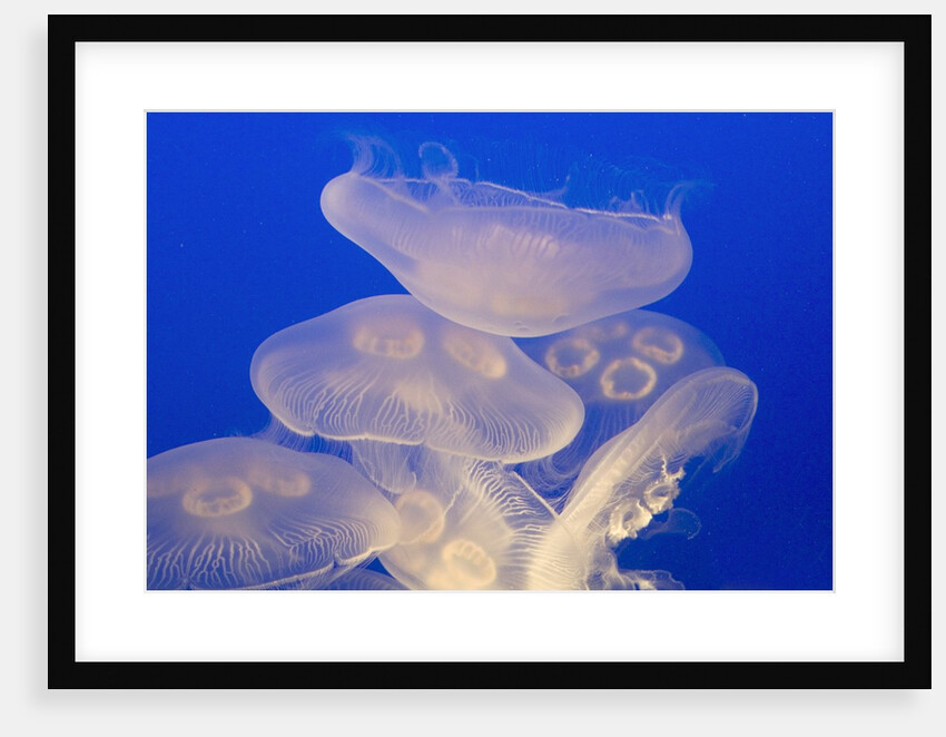 Moon jellies by Anonymous