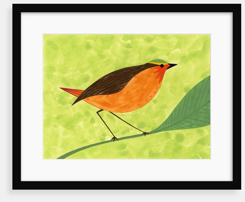 A Robin on a Branch by Anonymous