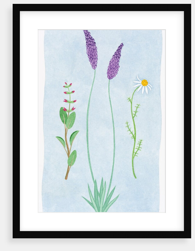 A Group of Blossoms by Anonymous