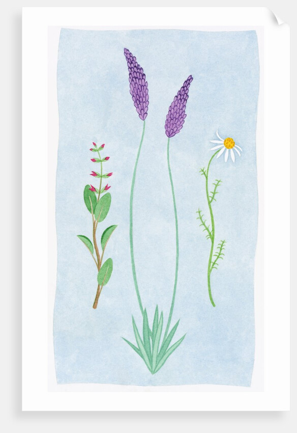 A Group of Blossoms by Anonymous