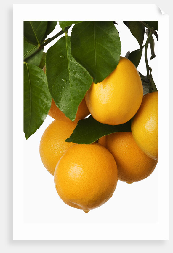 Oranges hanging from tree by Anonymous