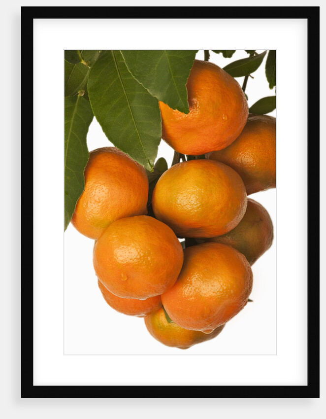 Mandarin oranges hanging from tree by Anonymous