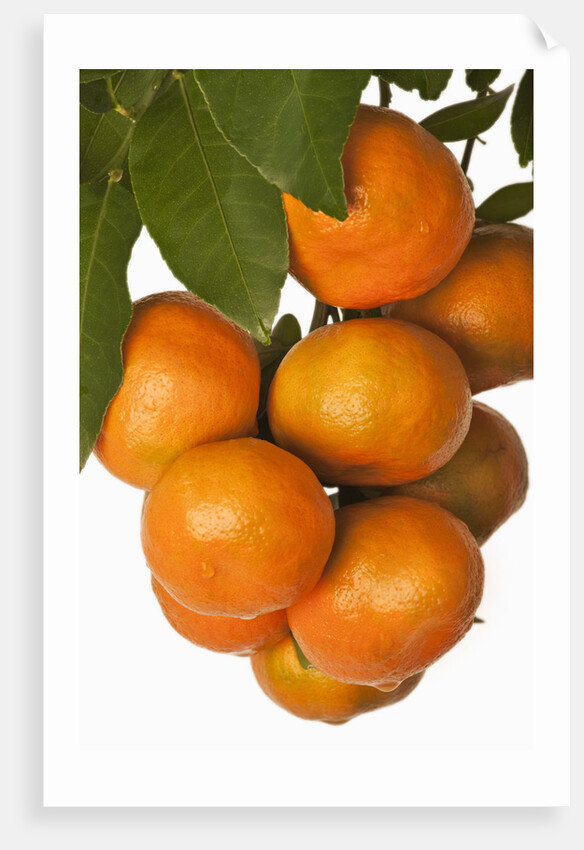 Mandarin oranges hanging from tree by Anonymous