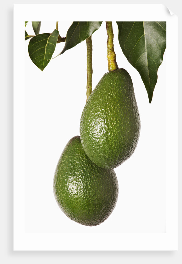 Avocados hanging from tree by Anonymous
