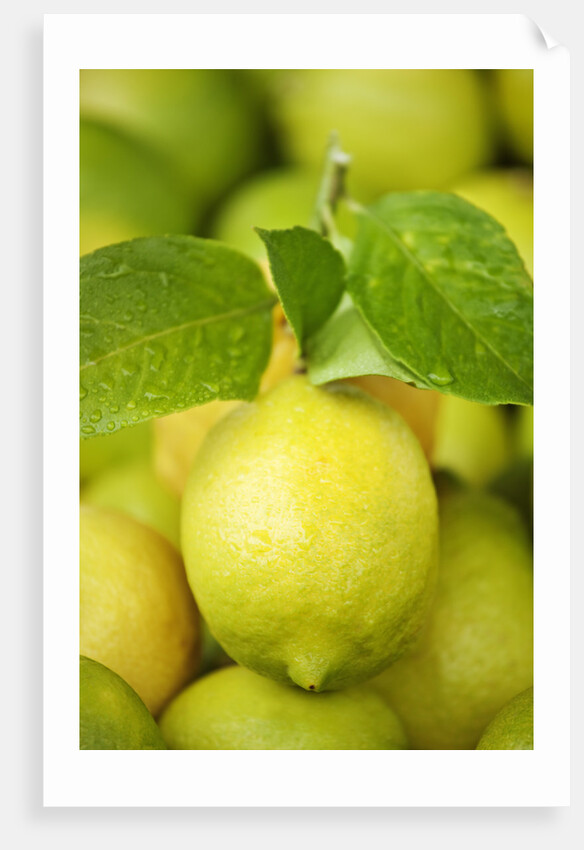 Fresh lemons by Anonymous