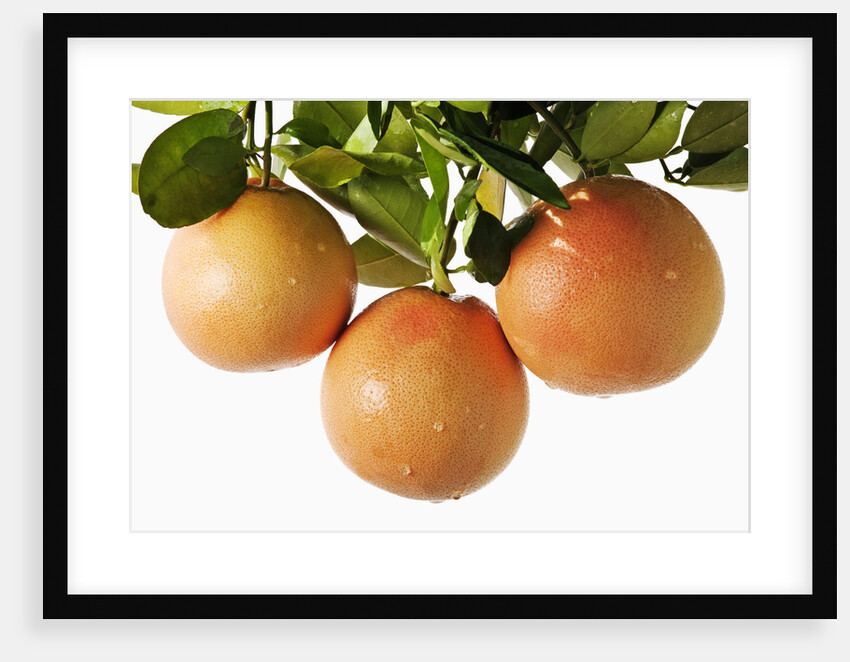 Pink grapefruit hanging from tree by Anonymous