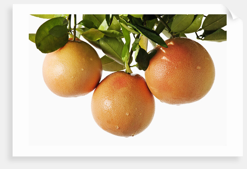 Pink grapefruit hanging from tree by Anonymous