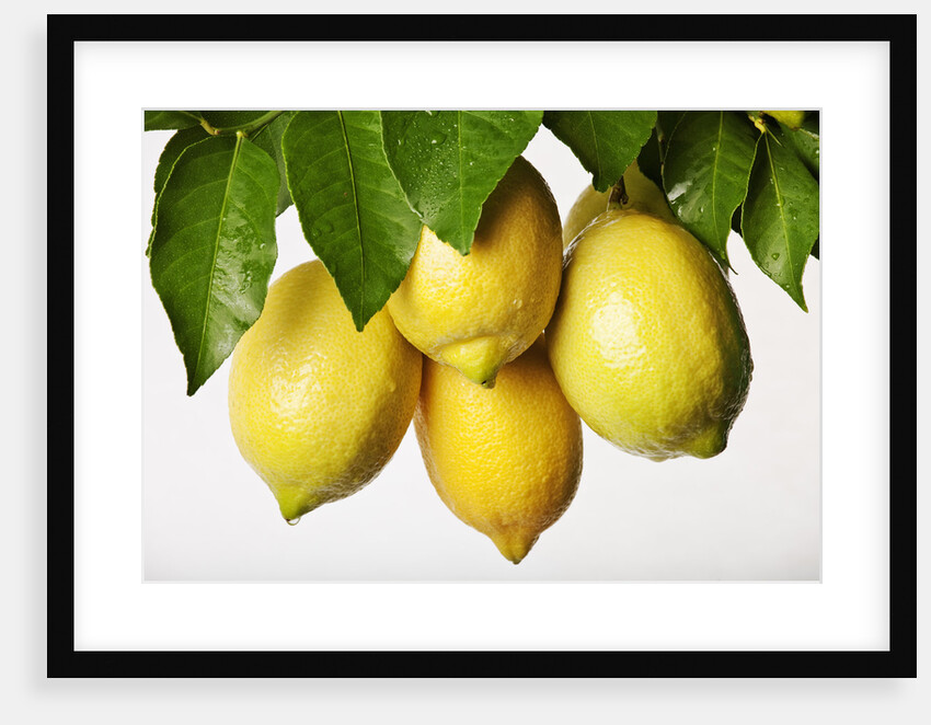Lemons hanging from tree by Anonymous